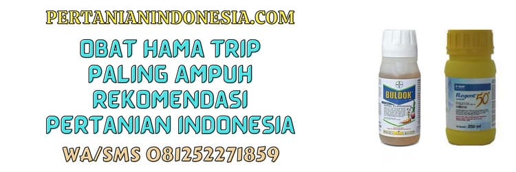obat,hama,trip,paling ampuh,petani